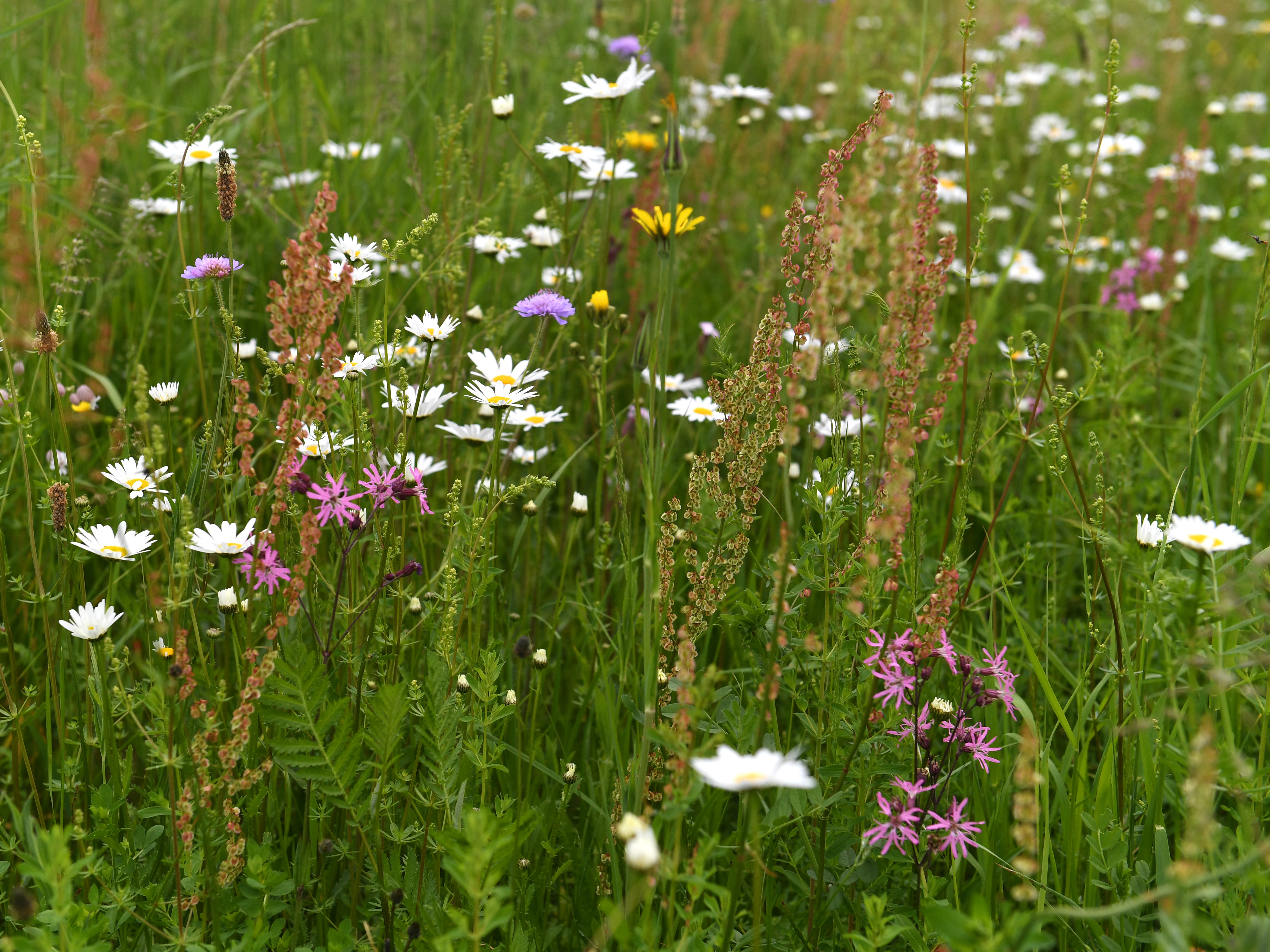 Blühende Wiese